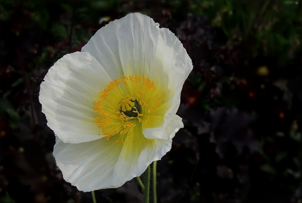 weißer Islandmohn