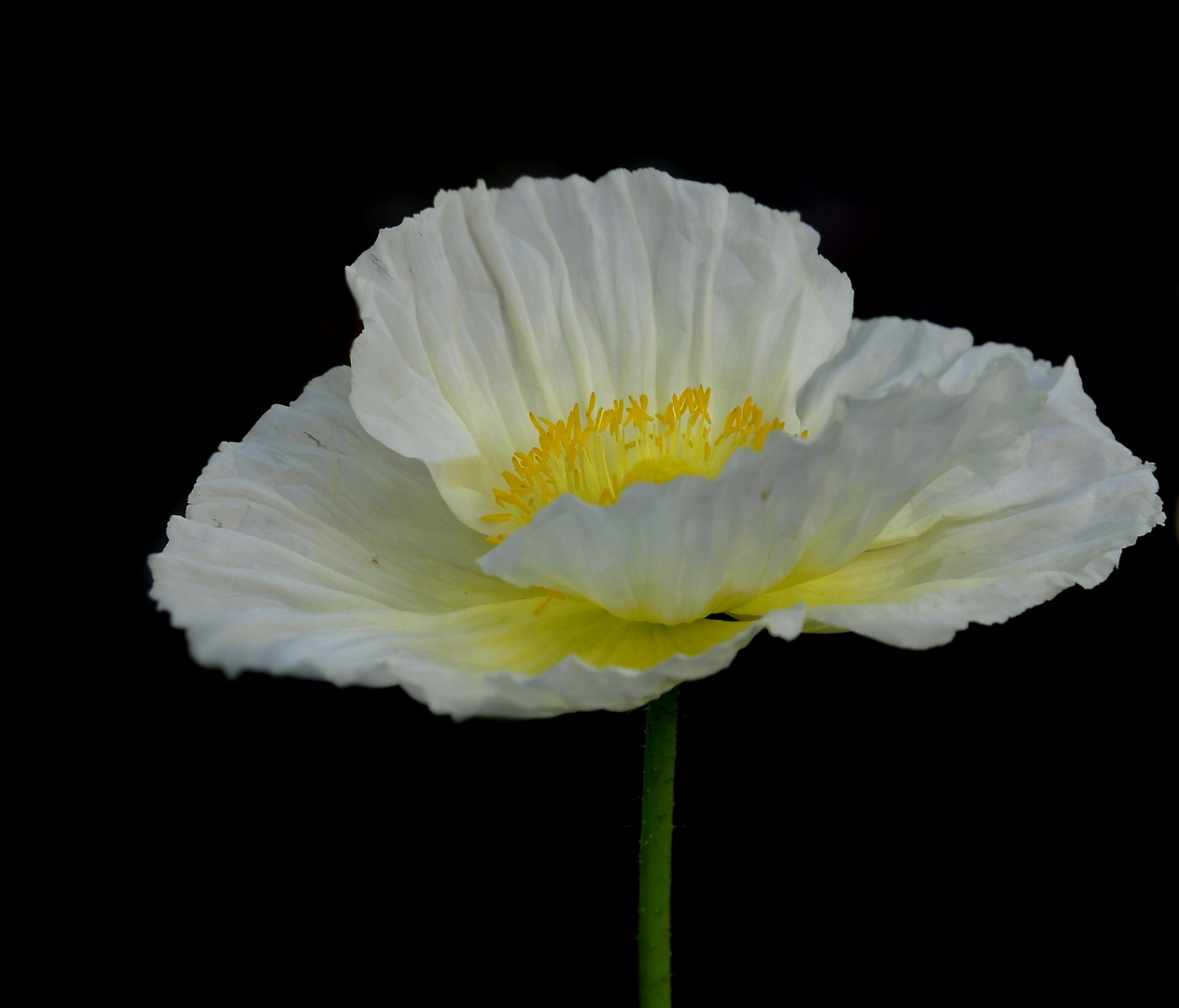 weißer Islandmohn