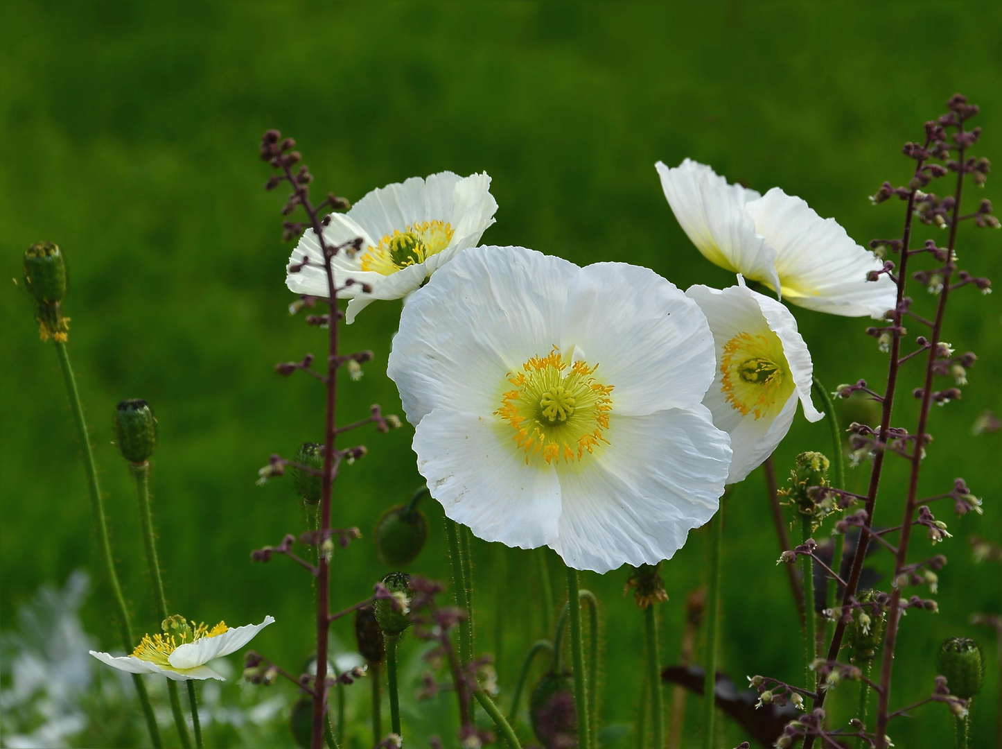 weißer Islandmohn