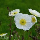 weißer Islandmohn