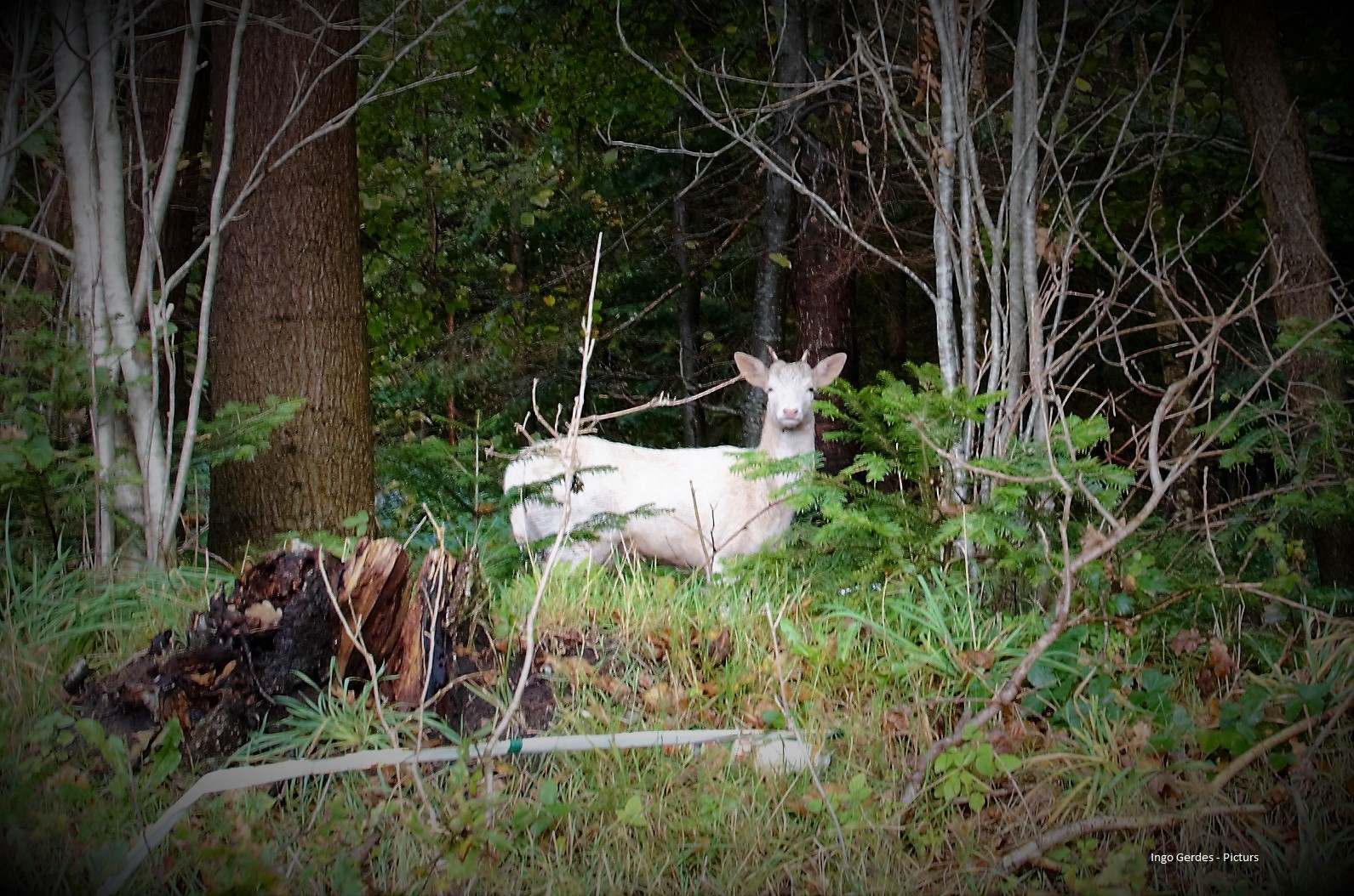 Weißer junger Damhirsch 