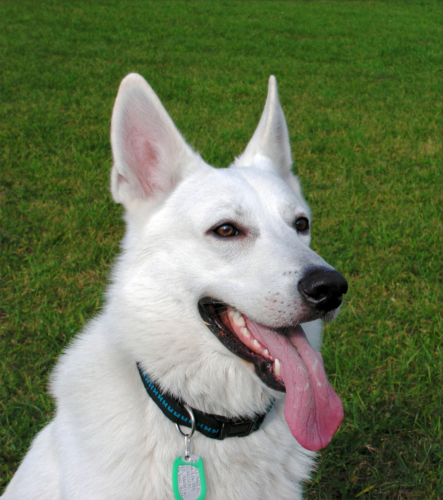 Weißer Kanadischer Schäferhund