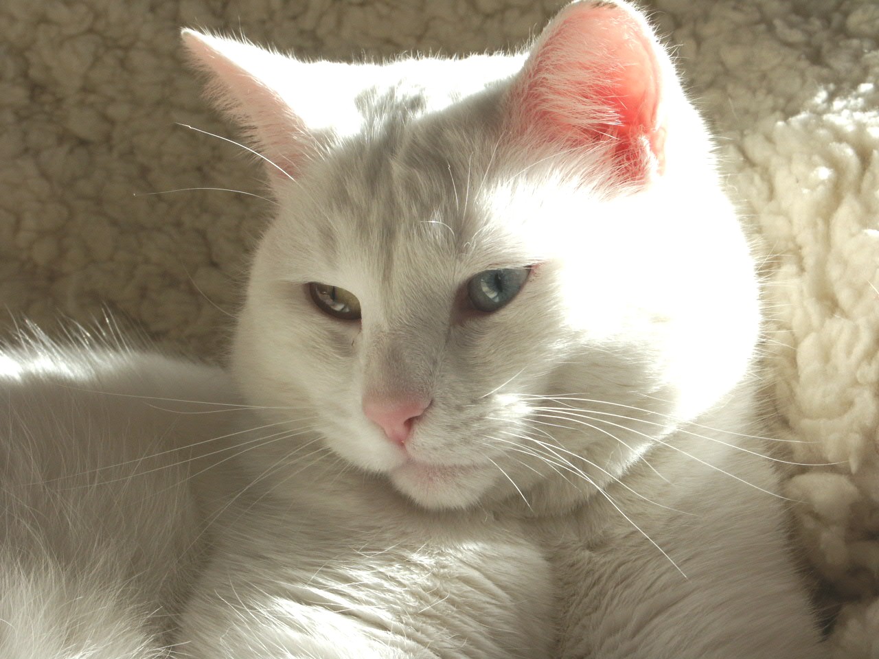 Weißer Kater Foto & Bild tiere, haustiere, katzen Bilder auf Weißer Kater Foto & Bild tiere, haustiere, katzen Bilder auf