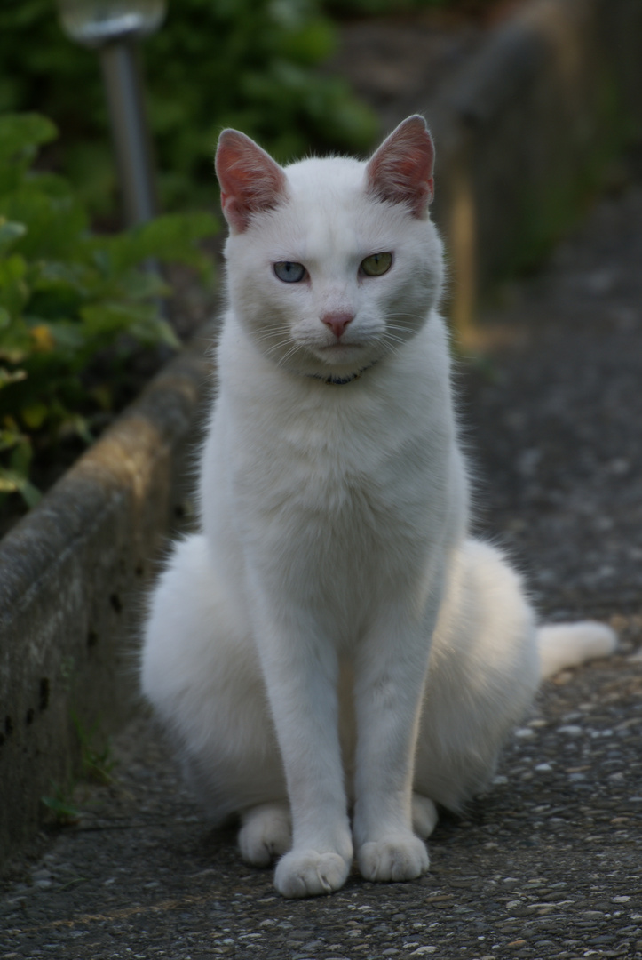 Weisser Kater in Pose