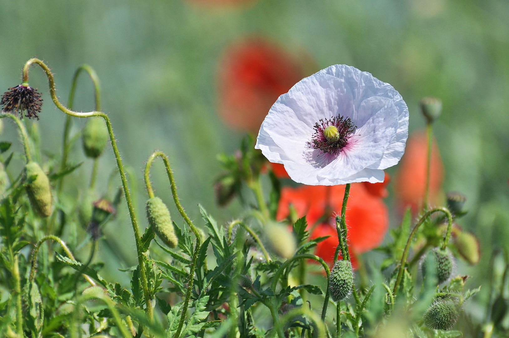 Weißer Klatschmohn