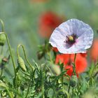 Weißer Klatschmohn