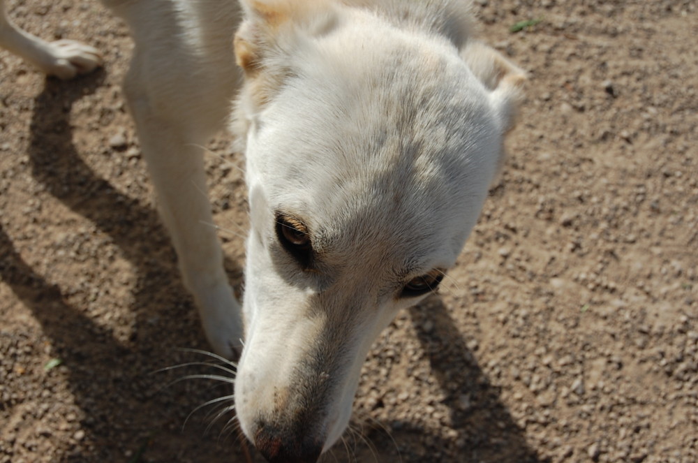 weißer kleiner Wolf