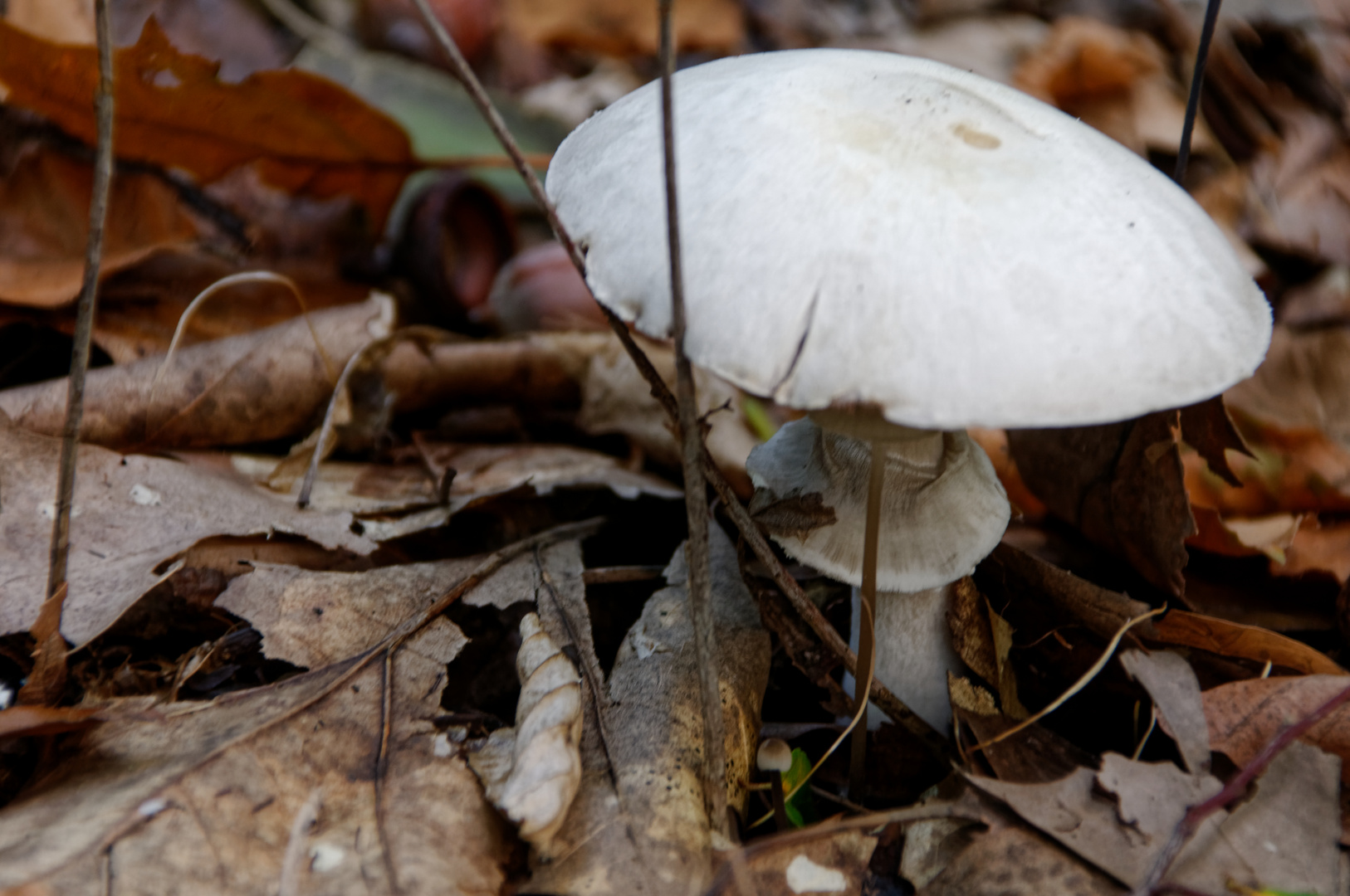 Weißer Knollenblätterpilz