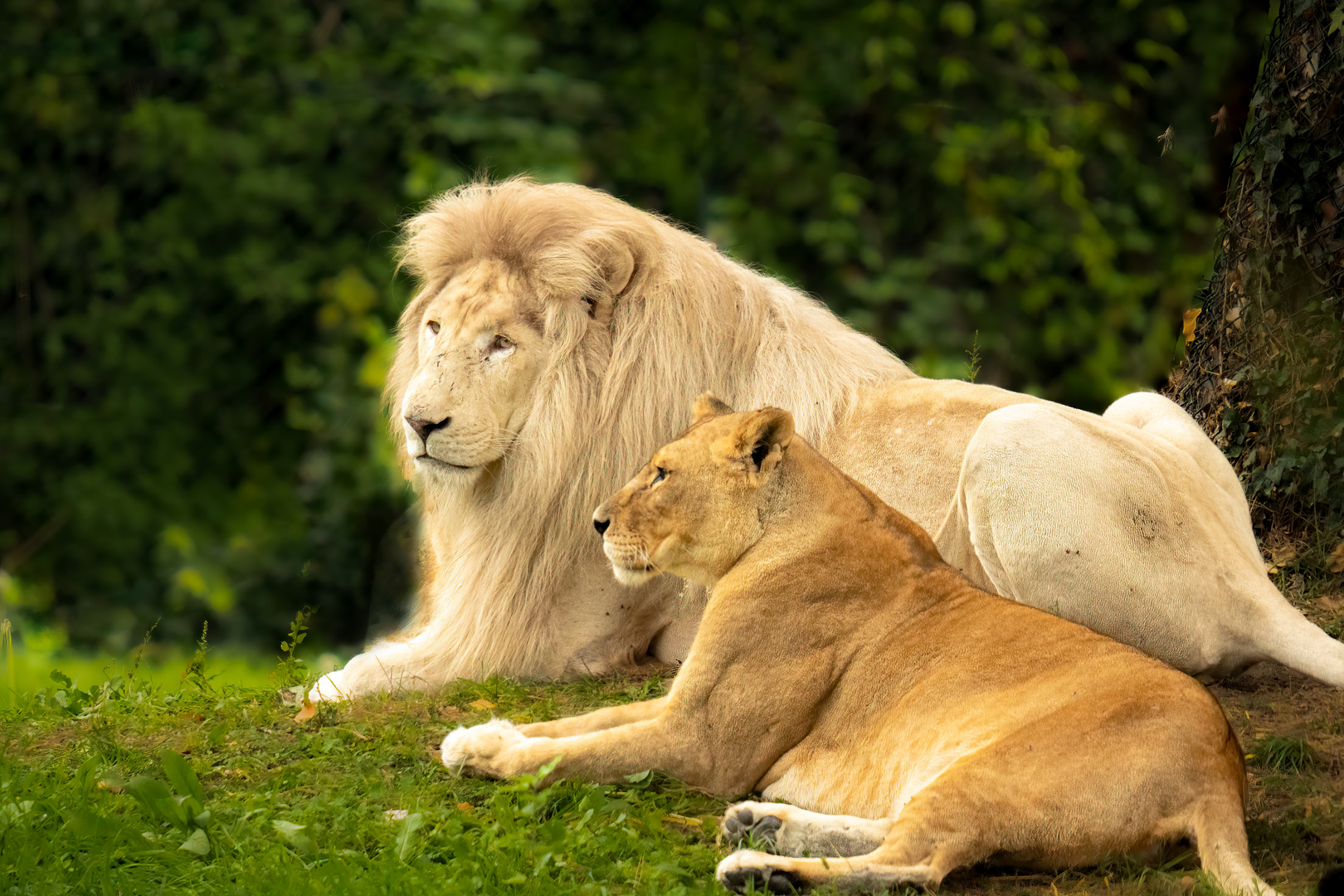 Weißer König der Löwen in entspannter Zweisamkeit