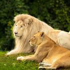 Weißer König der Löwen in entspannter Zweisamkeit