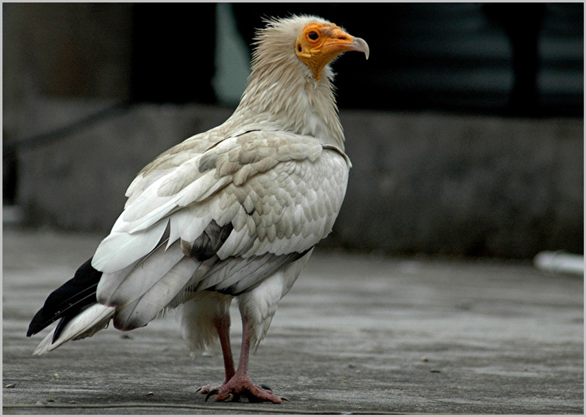 Weißer König der Lüfte