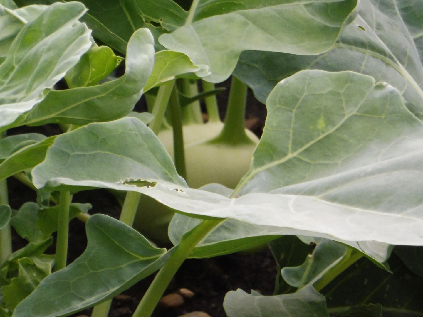 Weißer Kohlrabi