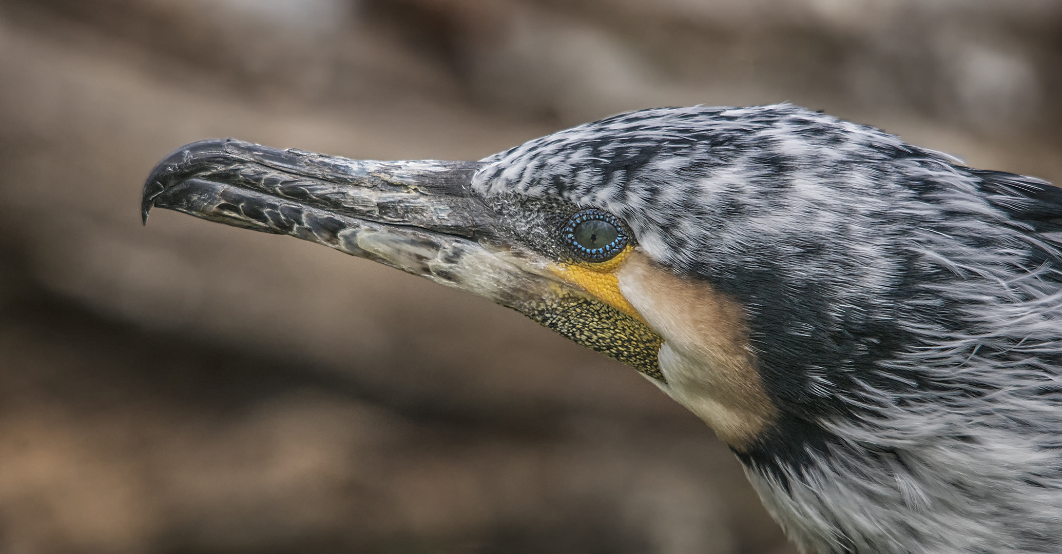 Weißer Kormoran