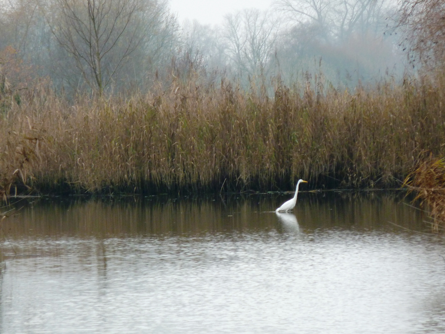 Weißer Kranich fischt im Trüben