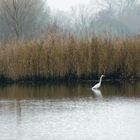 Weißer Kranich fischt im Trüben