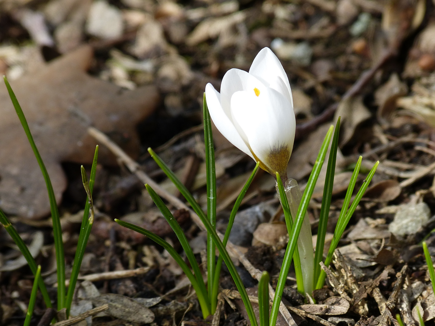 weisser Krokus