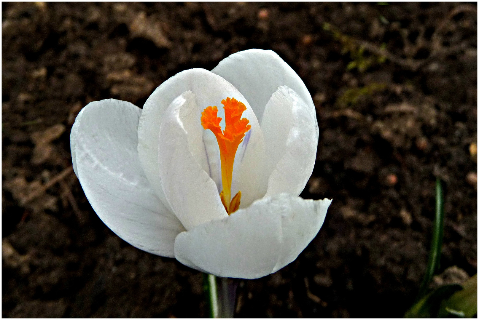 Weißer Krokus (2)