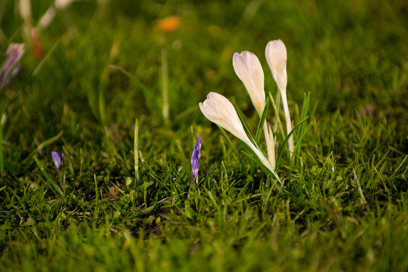 Weißer Krokus bei Nacht