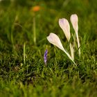 Weißer Krokus bei Nacht