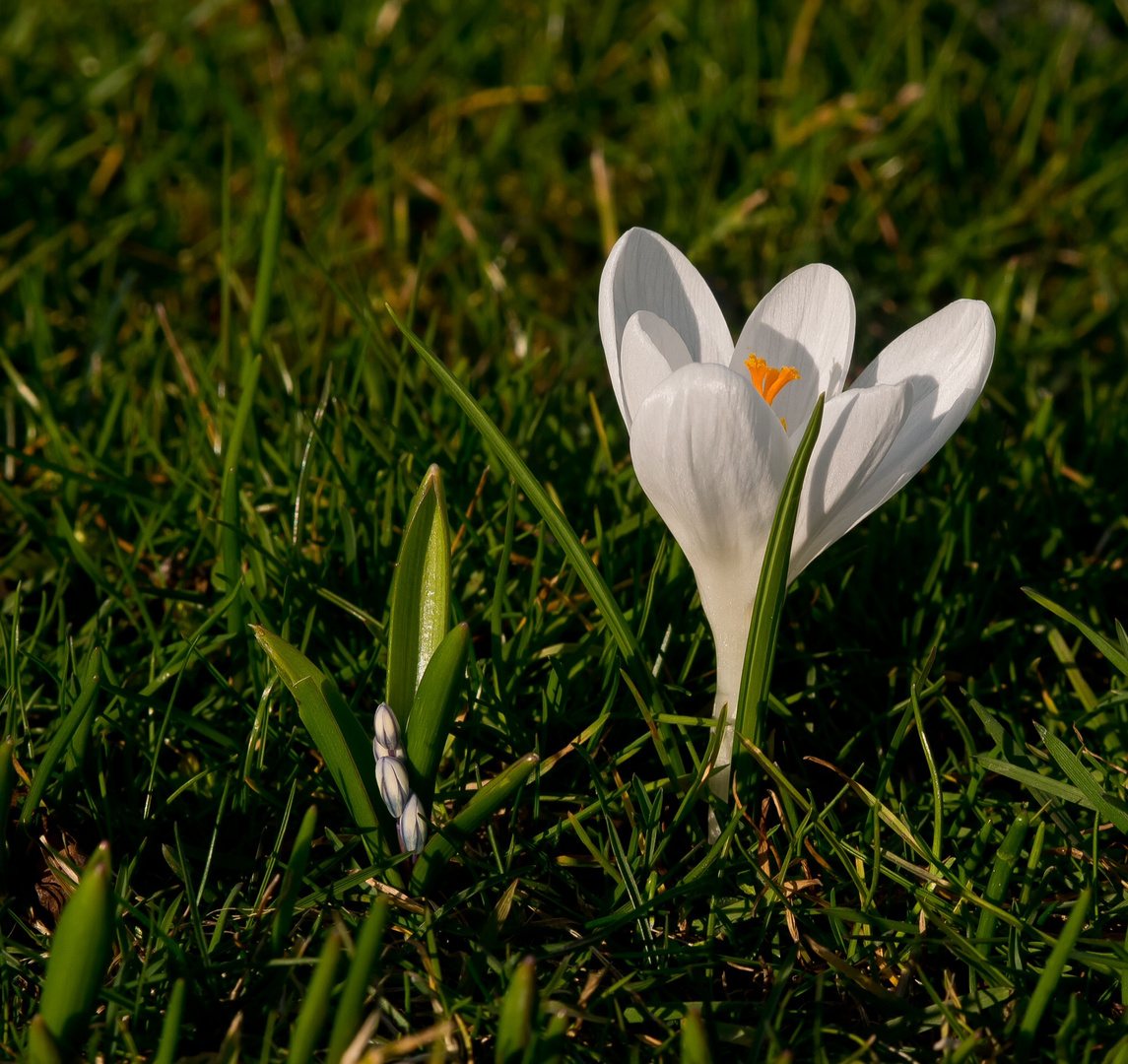 ~ weißer Krokus ~