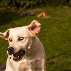 Weißer Labrador fängt Leckerli - I