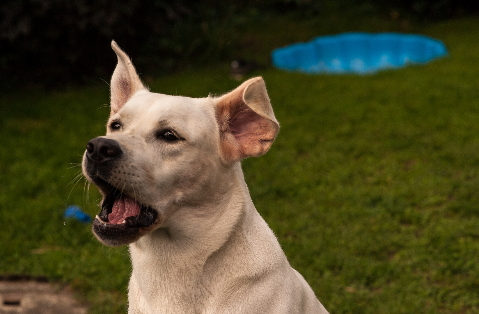 Weißer Labrador fängt Leckerli - II