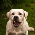 Weißer Labrador fängt Leckerli - III