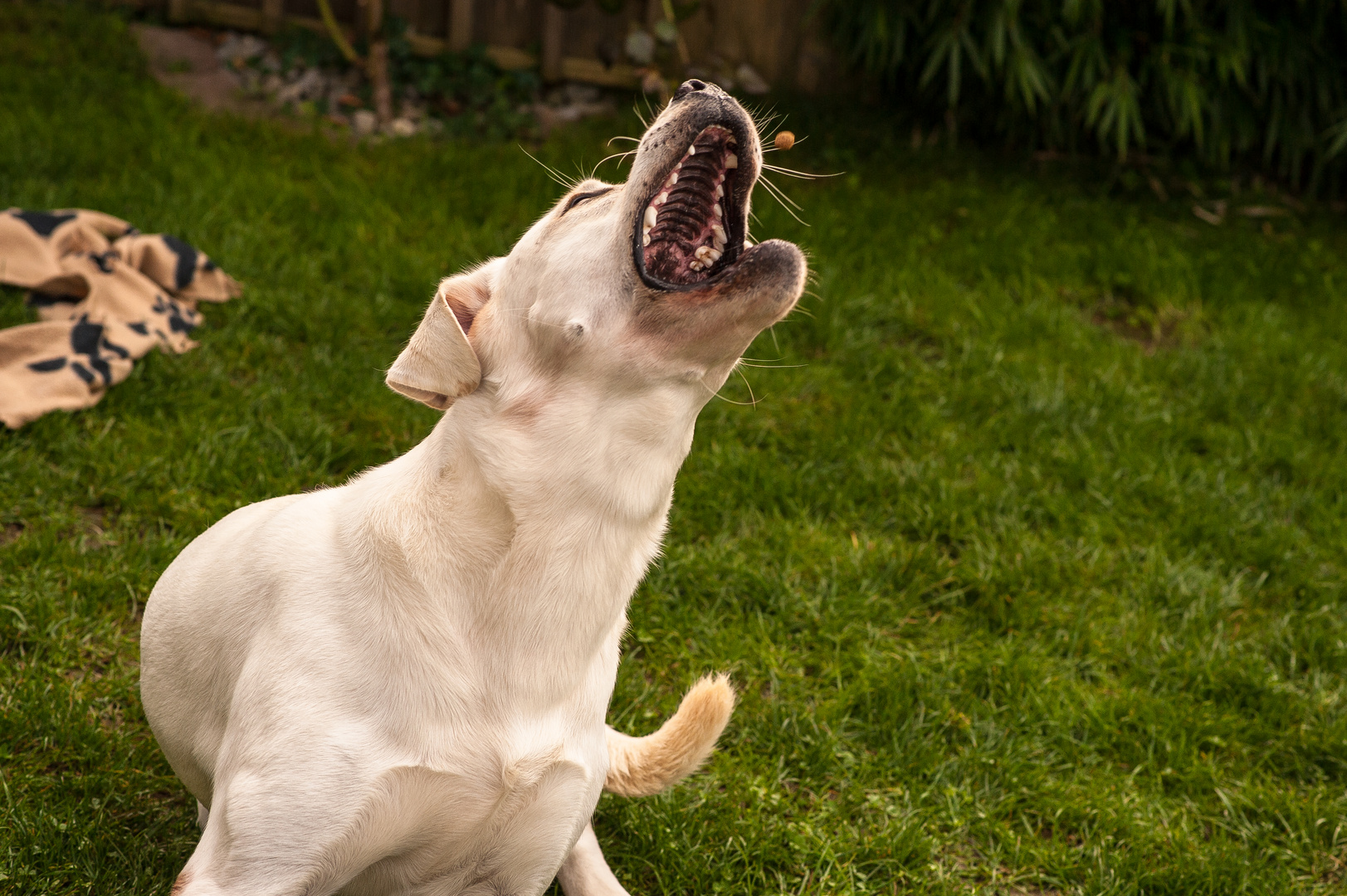 Weißer Labrador fängt Leckerli - IV