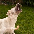 Weißer Labrador fängt Leckerli - IV