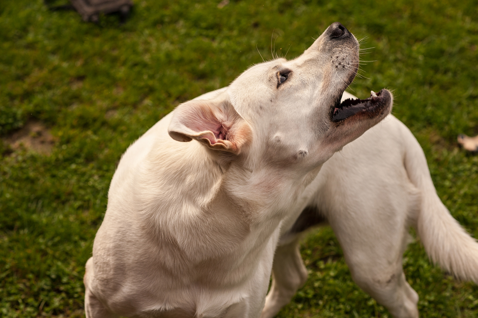 Weißer Labrador fängt Leckerli - V