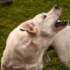 Weißer Labrador fängt Leckerli - V