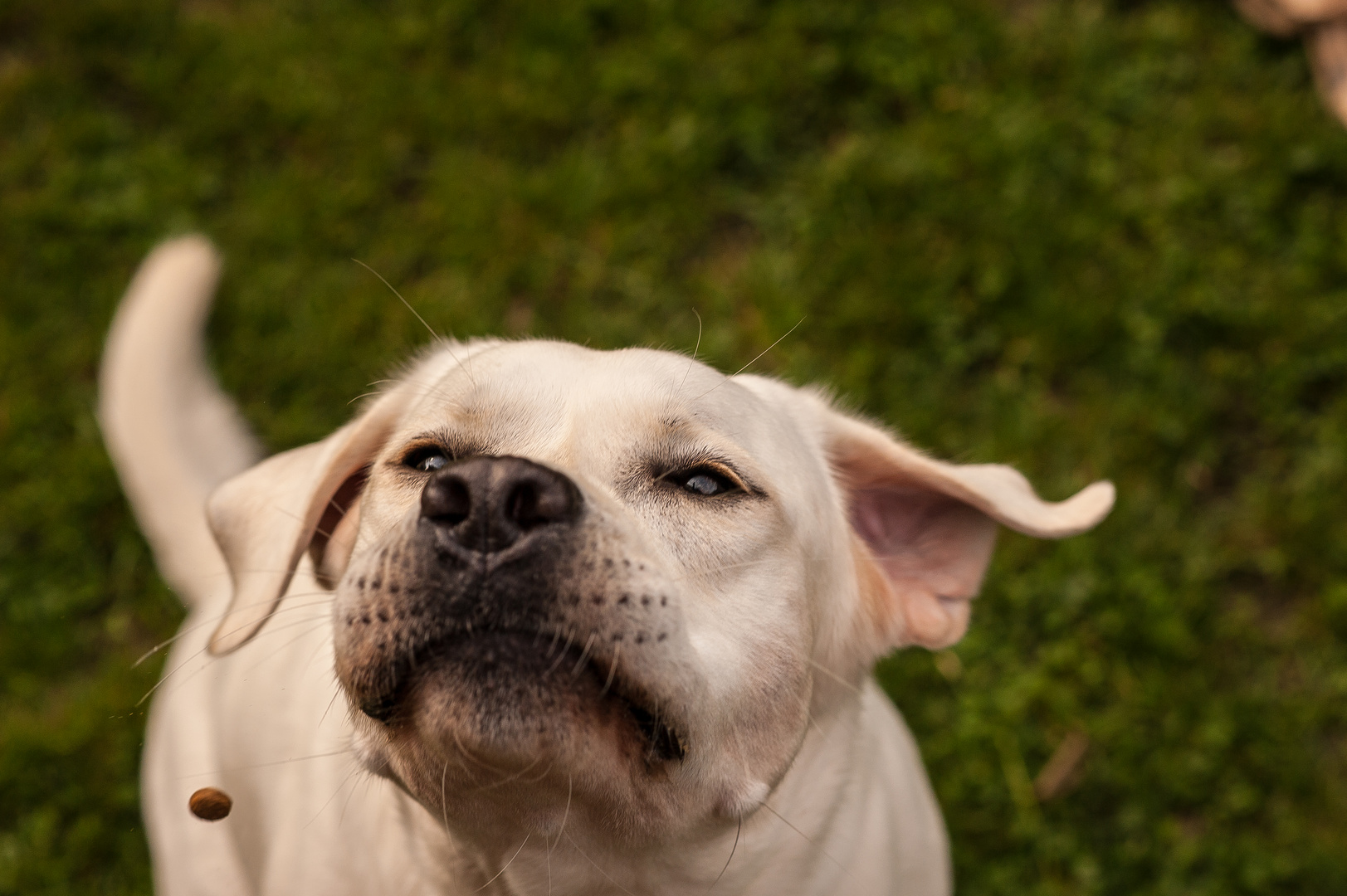 Weißer Labrador fängt Leckerli - VI