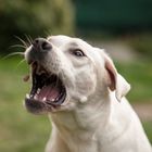Weißer Labrador fängt Snack mit weit offenem Maul