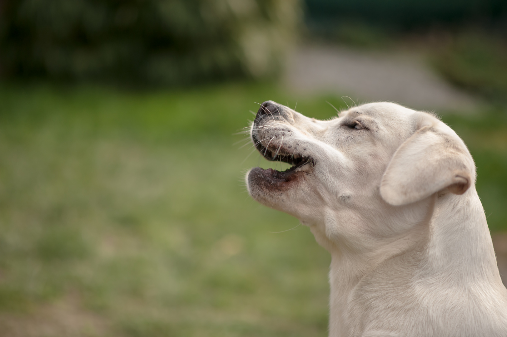 Weißer Labrador Joker smile