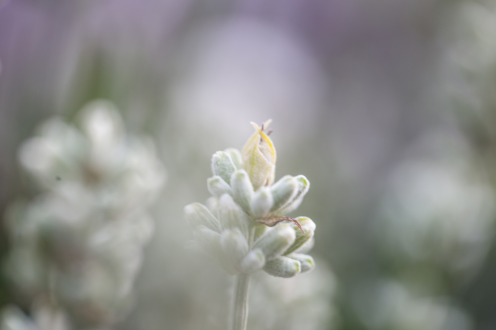 Weißer Lavendel