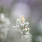 Weißer Lavendel