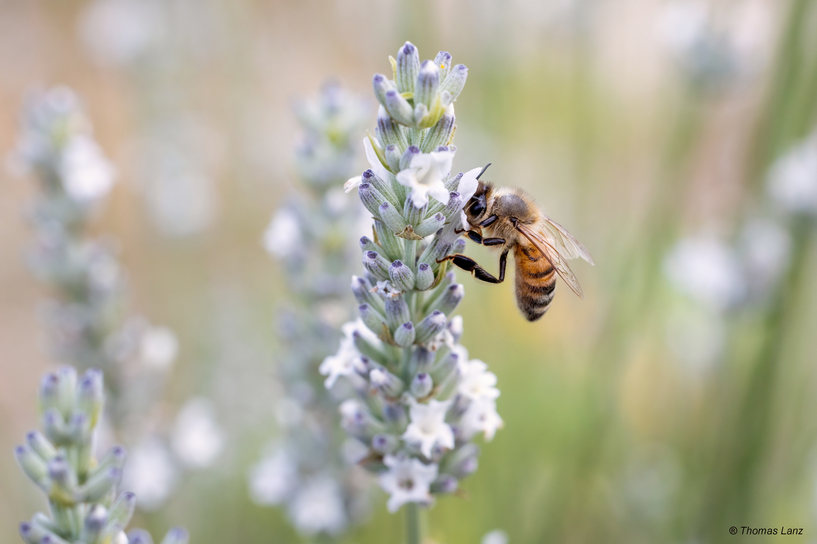 Weißer Lavendel