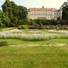weißer Lavendel im Schlosspark