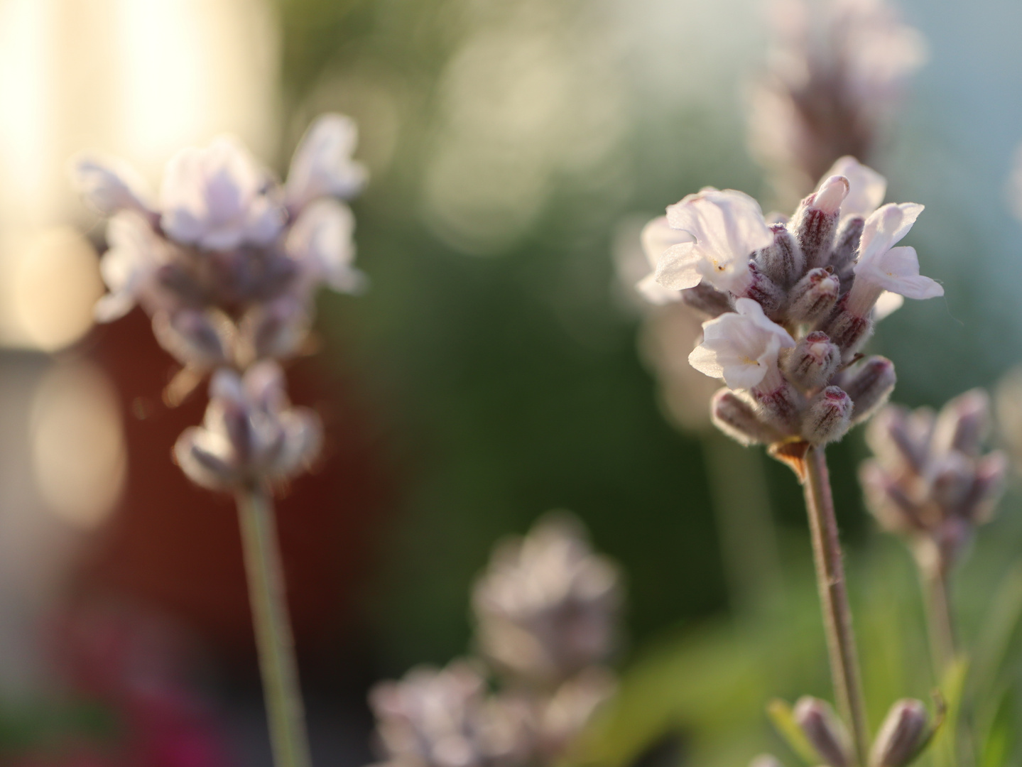 Weißer Lavendel Makro