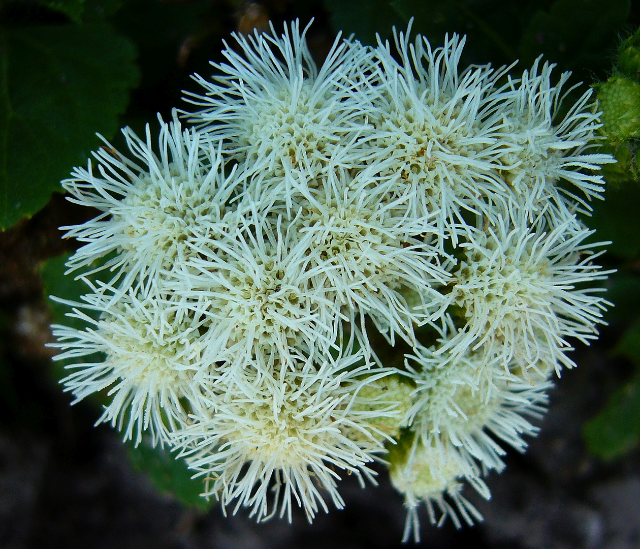 Weißer Leberbalsam (Ageratum houstonianum 'Ariella White')