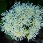 Weißer Leberbalsam (Ageratum houstonianum 'Ariella White')