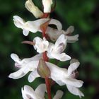 Weißer Lerchensporn im heimischen Garten