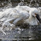 Weißer Löffler beim Baden 002 