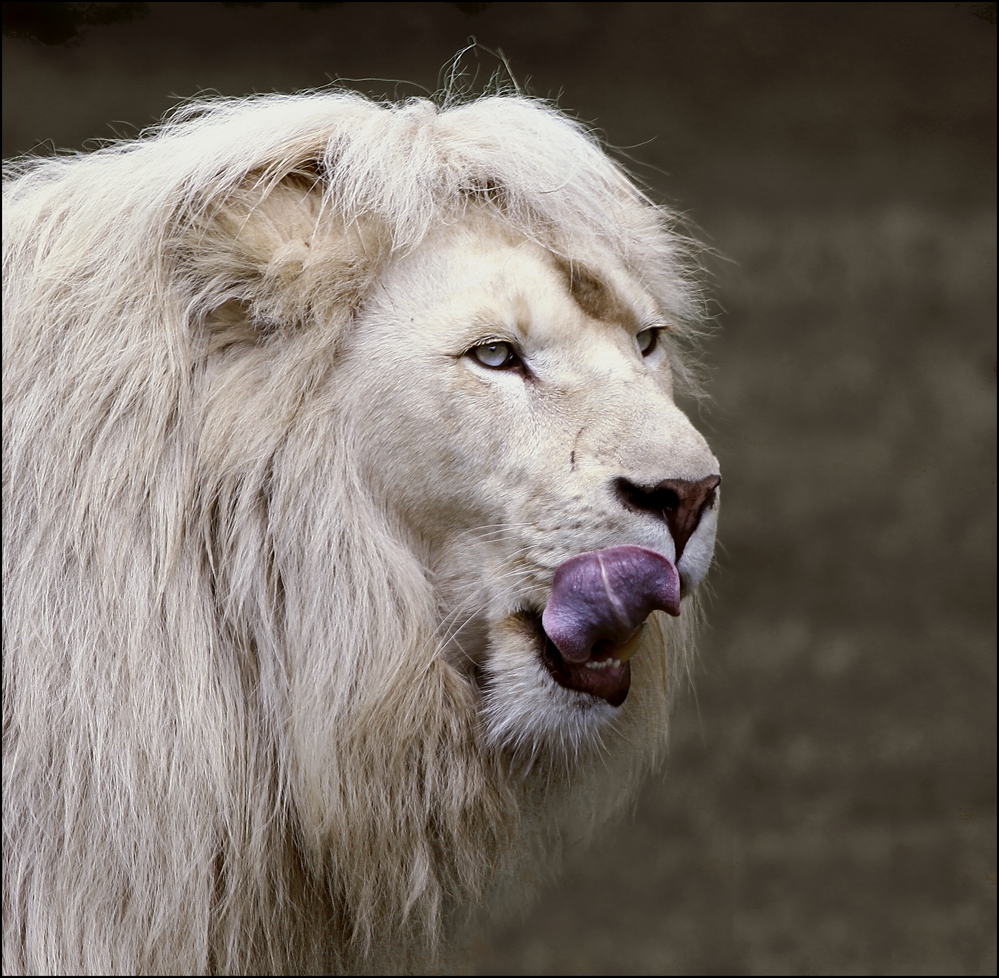 weißer Löwe