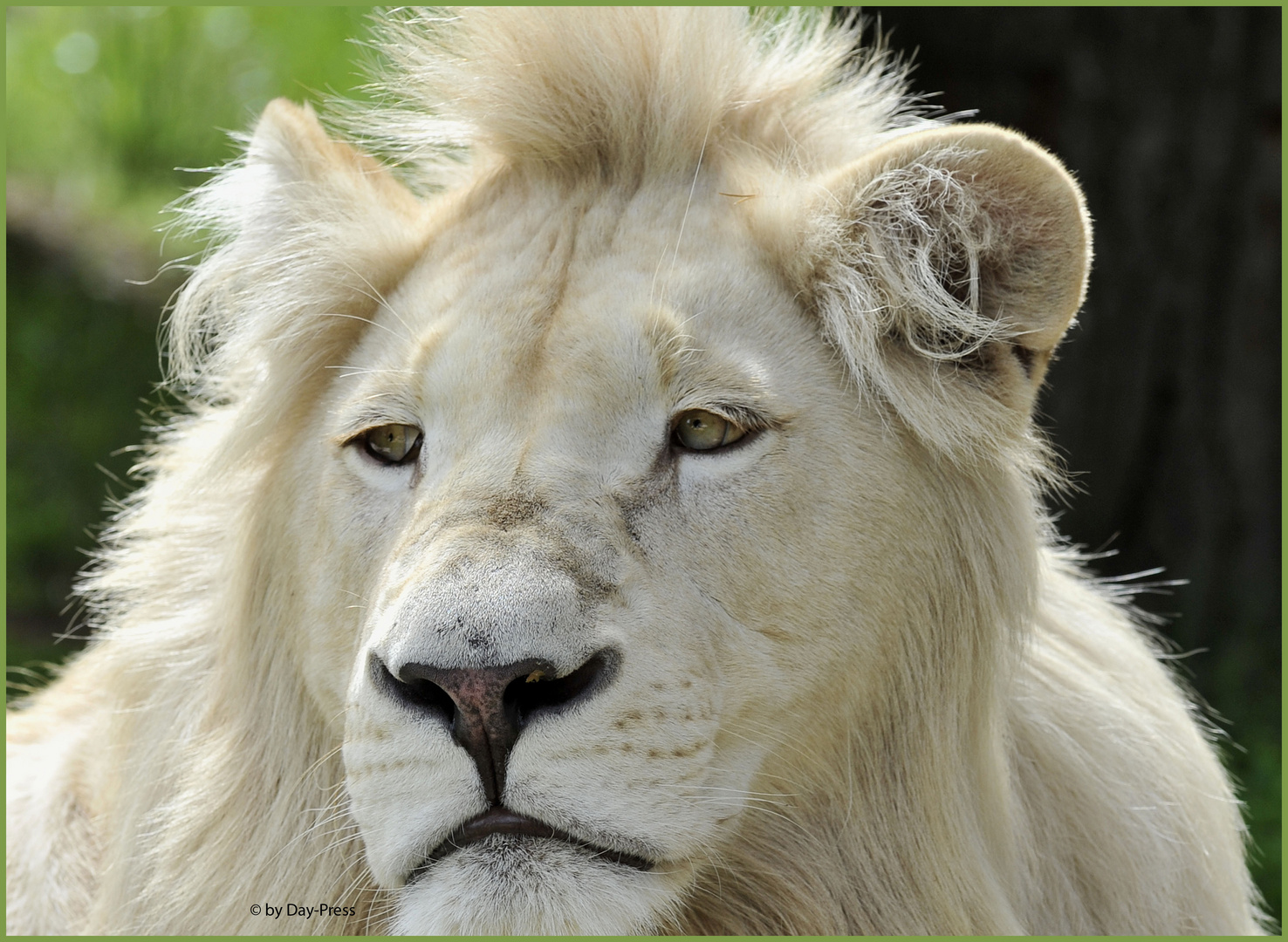 Weißer Löwe .....