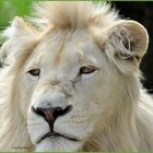 Weißer Löwe .....