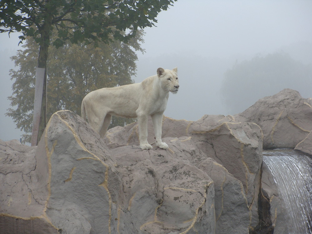 Weisser Löwe im Nebel