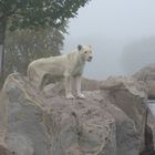 Weisser Löwe im Nebel