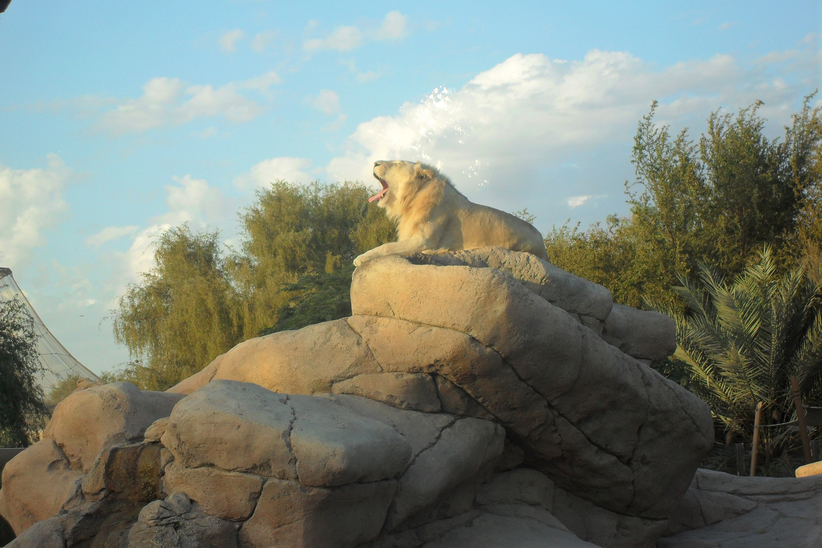 weisser Löwe im Zoo von Al Ain