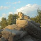 weisser Löwe im Zoo von Al Ain